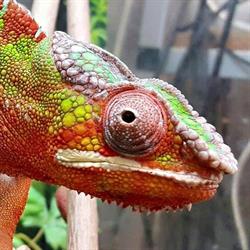 Göteborgs Zoologiska