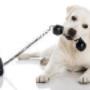 Din hund & katt veterinär i närområdet – Nya Hovås, Billdal, Kullavik, Askim & Västra Frölunda
När din fyrfota vän i Nya Hovås, Billdal, Kullavik, Askim, Sisjön eller Västra Frölunda behöver en veterinär - vänd dig till mig för snabb och professionell hjälp. På min djurklinik får du och ditt djur ett lugnt och lyhört bemötande, med grundlig undersökning oavsett ärende.