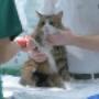 Din hund & katt veterinär i närområdet – Nya Hovås, Billdal, Kullavik, Askim & Västra Frölunda
När din fyrfota vän i Nya Hovås, Billdal, Kullavik, Askim, Sisjön eller Västra Frölunda behöver en veterinär - vänd dig till mig för snabb och professionell hjälp. På min djurklinik får du och ditt djur ett lugnt och lyhört bemötande, med grundlig undersökning oavsett ärende.