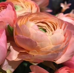 AGNES O. LISAS BLOMMOR