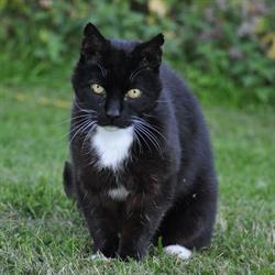 Veterinärstationen i Hörby AB