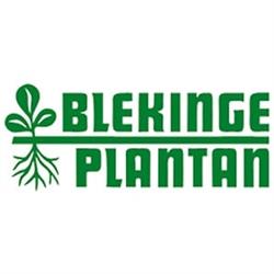 Blekingeplantan