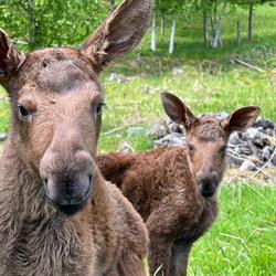 Moose Garden