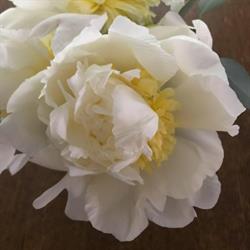 Blomsterrabatten i Stockholm AB