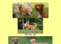 Alseda Hund & Fritidsbutik