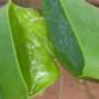 Aloe vera växten