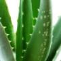 Aloe vera växten