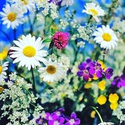 Lilla Fröken Blomster AB