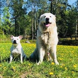 Värmdö hund och katt pensionat