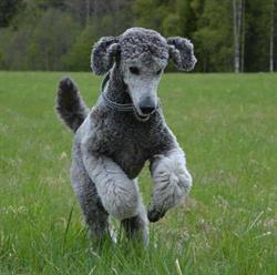 Jennys Hundsalong
