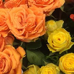 Jokkmokks Blommor & Begravningsbyrå