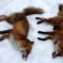 2XPredator hunt Sweden