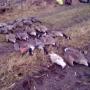 Goose Hunt Sweden