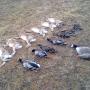 Hunting pictures..