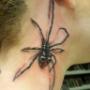 Black widow