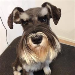 Linns hundtrim och spa