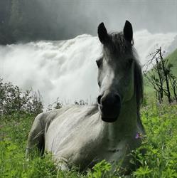 Healing Horses W Ranch