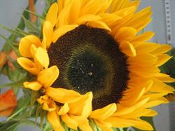 Sivedens Blommor