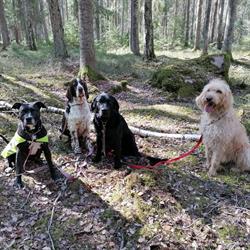 Hyddans Hunddagis och Pensionat