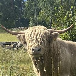 Bosagårdarna