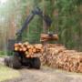 whitewood sawmill