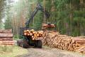 redwood sawmill sweden