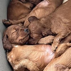 Applegrove irish setters
