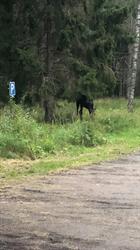 Norra Fältet och I2-skogen