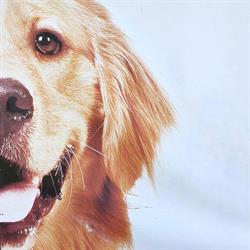 ENA Hundcenter