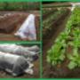 Gardenscapeprojekt