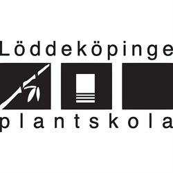 Löddeköpinge Plantskola AB