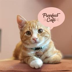 Purrfect Café (kattcafé)