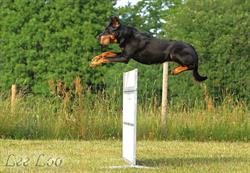 Sannas Hundliv