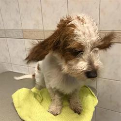 Catrins hund spa