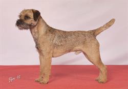 Toftahill Kennel