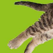 Din Veterinär i Märsta AB