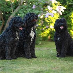 Skogsuddens Kennel