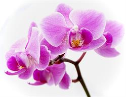 Orchid Massage