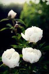 Getingbo Perenner