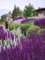 trädgårdsskötsel