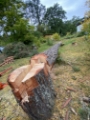 Trädfällning Norrköping