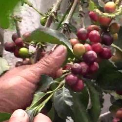 Limhamns kafferosteri