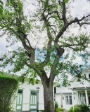 Beskärning av Päron träd - Arborist i Södermanland