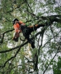 Malin Levmo - Klättrande Arborist i Södermanland
