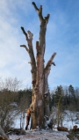 Trädmonument Alm Ulmus glabra- Arborist i Södermanland